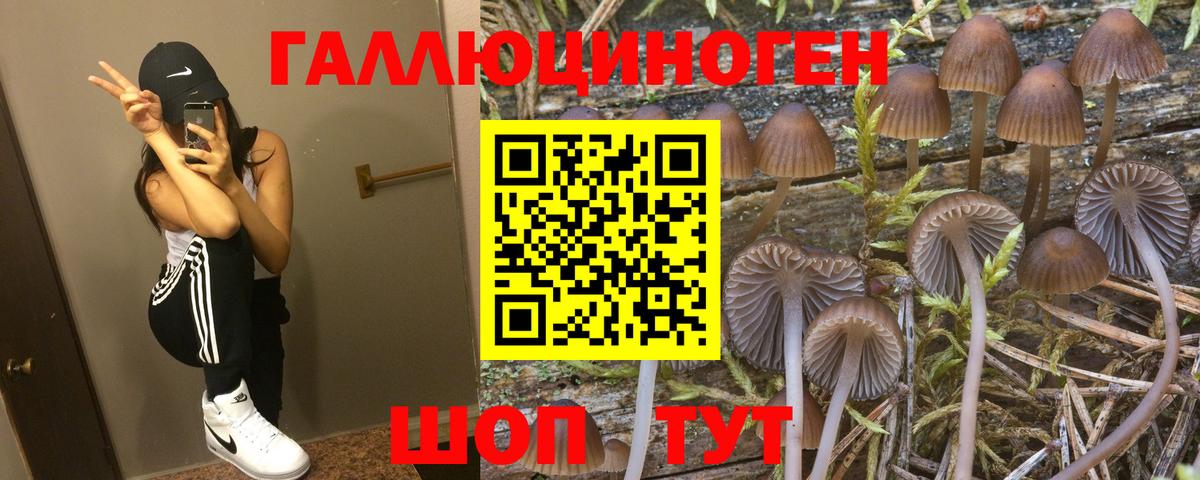 Псилоцибиновые грибы Psilocybe Вышний Волочёк